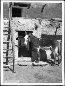 Mule belonging to Hopi Indians, ca.1900-1901