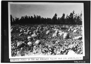 Pumpkin field in the San Fernando Valley near Los Angeles, October 20, 1930