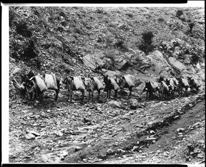 A burro train of water carriers, Bisbee, Arizona, ca.1900-1930