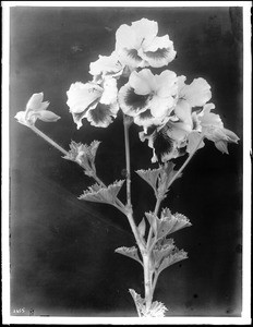 Close-up of a specimen of a Lady Washington Geranium (Pelagonium), ca.1920