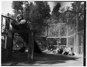 Lion sitting on a wooden extension while others lie in the background at Gay's Lion Farm, ca.1936