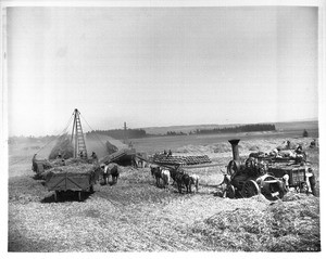 Bean threshing on the Centinela Ranch