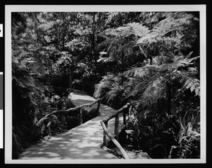 View of Fern Dell in Griffith Park, 1920