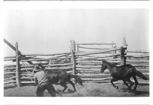 Cowboy roping broncos in the corral, ca.1890