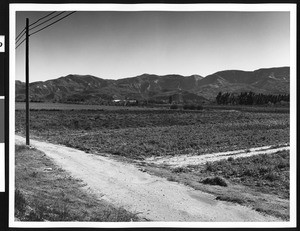 Groves along Route 126 between Fillmore and Piru, Ventura County, ca.1950-1980
