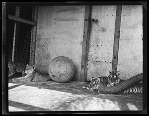 Two tigers sharing a room with another pair of large cats, at Gay's Lion Farm, ca.1936