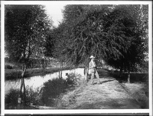 Trees in Imperial Valley after irrigation