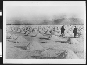 Two men standing among rows of salt stacks in the north end of Death Valley, 1910-1920