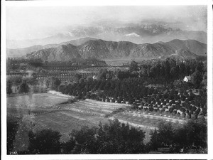 View of orchards and mountains in Riverside, ca.1900