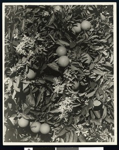 Oranges and blossoms from a grove, ca.1910