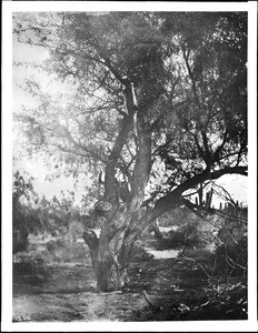 Skeletal remains of a Yaqui Indian hanging in a tree, Mexico, ca.1910