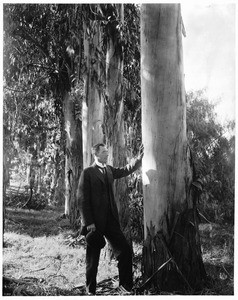 Man standing beside eucalyptus trees, California, ca.1920