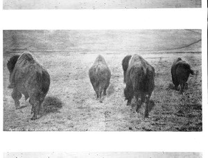 Four buffalo seen from behind on the Montana plains, 1879