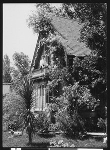 Climbing roses in Roseburg, Oregon