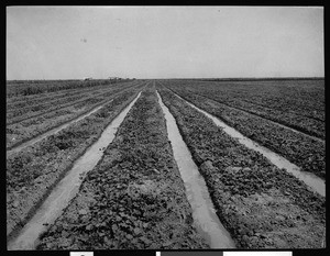 Irrigating cantaloupes near Brawley, showing thin streams of water in crops, ca.1910