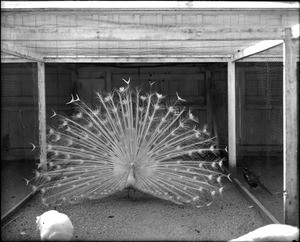 Frontal view of a male white peacock with his plumage displayed, showing pheasant, 1930