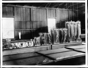 The interior view of a fish hatchery museum, ca.1910