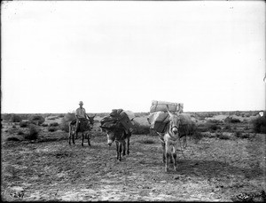 Three burros used on George Wharton James' and Carl Eytel's Colorado desert trip, showing Van Buskirk ca.1900