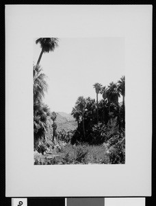 Palm Canyon near Palm Springs