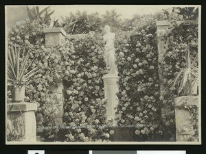 Roses at the Sterling residence in Redlands, ca.1900