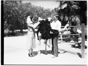 Man and a woman examining the wings of an ostrich