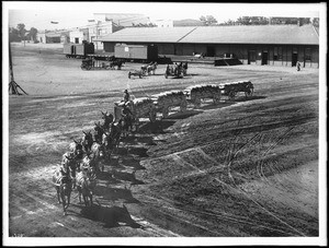 Twelve-mule team pulling four wagons of grain, Hanford(?), ca.1900