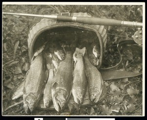 A catch of trout in a basket and a fishing rod, July 1926