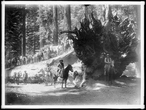 Group of people on and around a fallen Big Tree in Mariposa Grove in Yosemite National Park, California, ca.1900