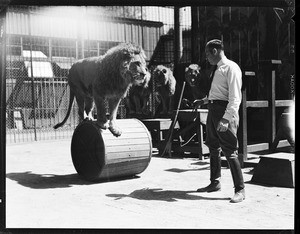 Male lion balancing atop a wooden cylinder as a trainer watches at Gay's Lion Farm, ca.1936