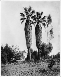 Two tall palms in front of an old adobe home south of the Raymond Hotel in South Pasadena, ca.1900