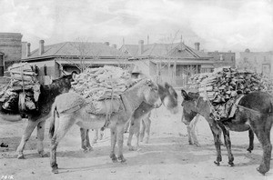 Kindling being brought to market on burros, Sonora Town, 1870