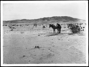 Desert prospector and his pack burro in the desert en route to the Peg Leg Smith Mine, Superstition Mountains, 1904