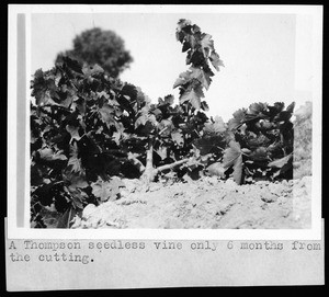 Six month old Thompson seedless vine grown from a cutting, ca.1900