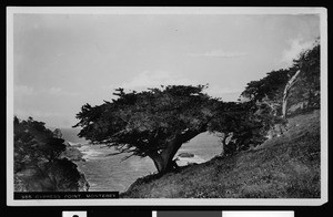 Cypress Point in Monterey, ca.1900