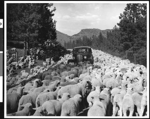 A view of a herd of sheep on a road, Oregon