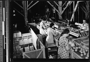 Interior of a citrus fruit packing house where women are grading the fruit, ca.1930