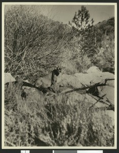 California mountain lion, ca.1920