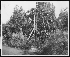 Waterwheel lifting water in an orchard, Auburn, ca.1930