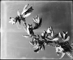 Specimen of ice plant (Mesembryanthemum equilateral), ca.1920