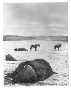 Dead buffalo on the plain after the Buffalo run in Northern Montana, 1879