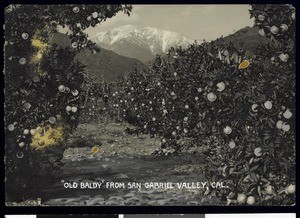 "Old Baldy" citrus grove from San Gabriel Valley in Southern California, ca.1900