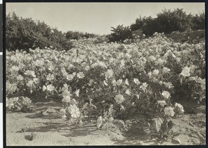 Swath of desert primroses in the Mojave Desert