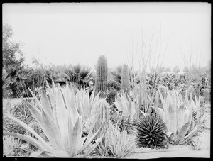 Westlake Park (later MacArthur Park) cactus garden on the corner of Seventh Street and Alvarado Street