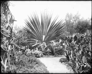View of a cactus garden at Lincoln Park (formerly Eastlake Park), Los Angeles