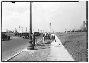 Workers planting along the sidewalk of Wilshire Boulevard in preparation for the 1932 Olympic Games, 1932