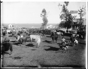 Beverly Hills dairy herd on Hammel and Denker ranch, ca.1905