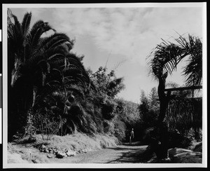 California Botanic Gardens, with man on road near row of palms