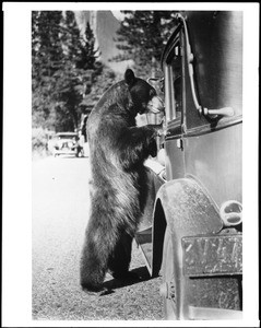 Small bear leaning on a car, ca.1930