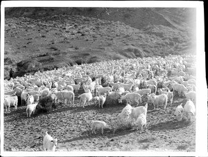 Large flock of Angora goats in Arizona, ca.1900