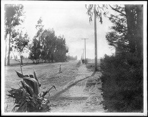 Santa Monica Cycle Path on Washington Boulevard at Western Avenue, looking west, Los Angeles, June 1900